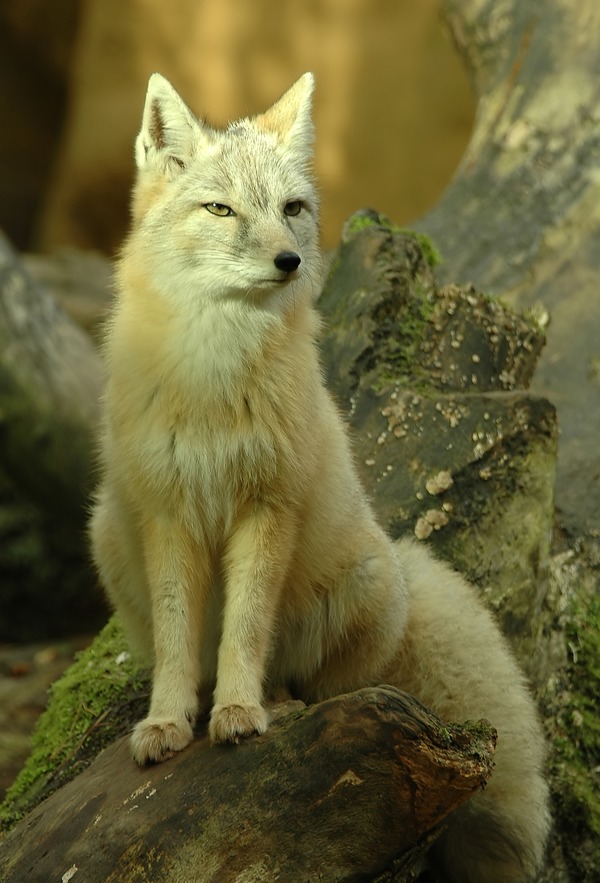 Corsac Korsak Fox Picture Vulpes corsac