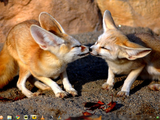 Fennec Fox cubs kissing