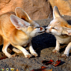 Fennec Fox cubs kissing