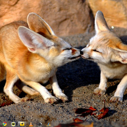 Fennec Fox cubs kissing
