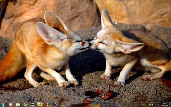 Fennec Fox cubs kissing