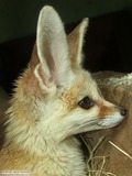 Fennec Fox cute big ear profile