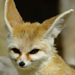 Fennec Fox cute ear Vulpes zerda