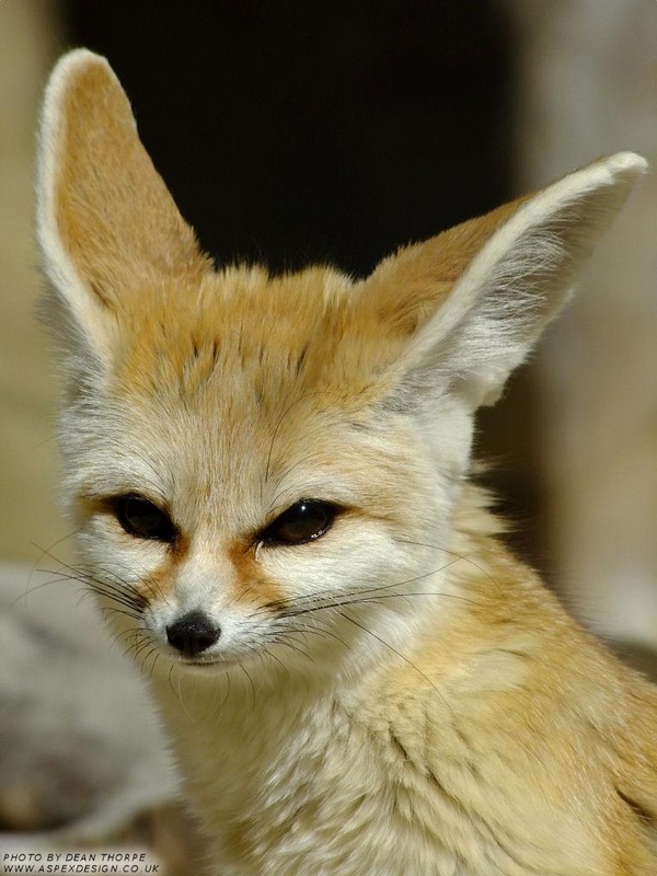 Fennec Fox cute ear Vulpes zerda