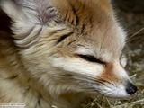 Small Land Mammals