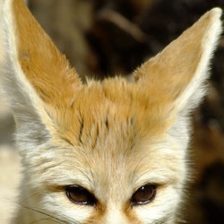 Fennec Fox cute ear face