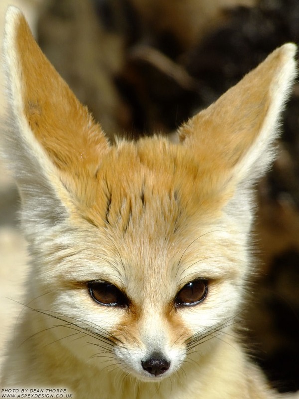 Fennec Fox cute ear face