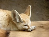 Fennec Fox cute ear sleeping Vulpes zerda
