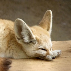 Fennec Fox cute ear sleeping Vulpes zerda