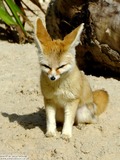 Fennec Fox cute ear