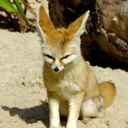 Fennec Fox cute ear