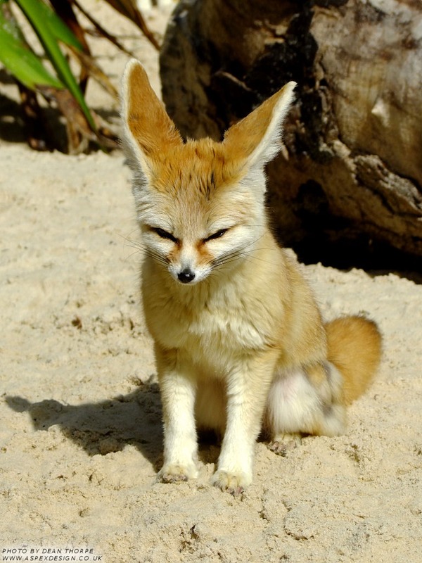 Fennec Fox cute ear