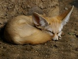 Fennec Fox cute ears Fennecus dormiens