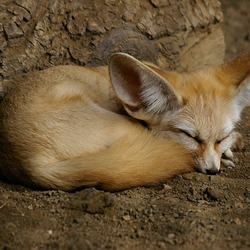 Fennec Fox cute ears Fennecus dormiens