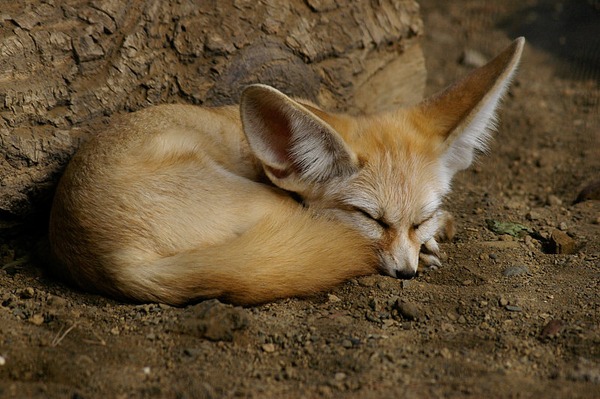 Fennec Fox cute ears Fennecus dormiens