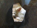 Fennec Fox cute ears Fennecus iacens