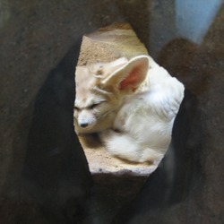 Fennec Fox cute ears Fennecus iacens