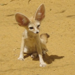 Fennec Fox cute ears Fennek afox