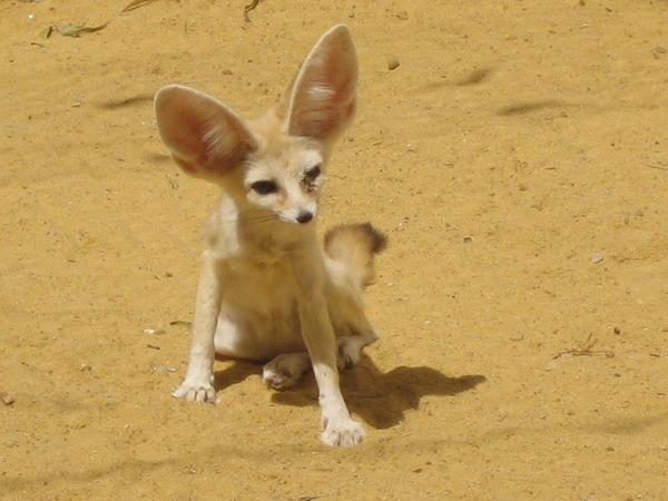 Fennec Fox cute ears Fennek afox