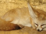 Fennec Fox cute ears TA zoo Animal