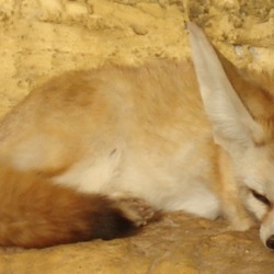 Fennec Fox cute ears TA zoo Animal