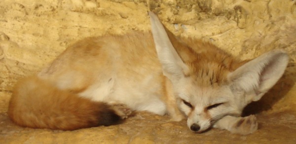 Fennec Fox cute ears TA zoo Animal