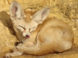 Fennec Fox cute ears TA zoo sleep