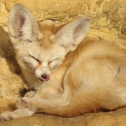 Fennec Fox cute ears TA zoo sleep