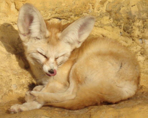Fennec Fox cute ears TA zoo sleep