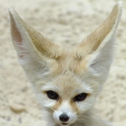 Fennec Fox cute ears Vulpes zelda