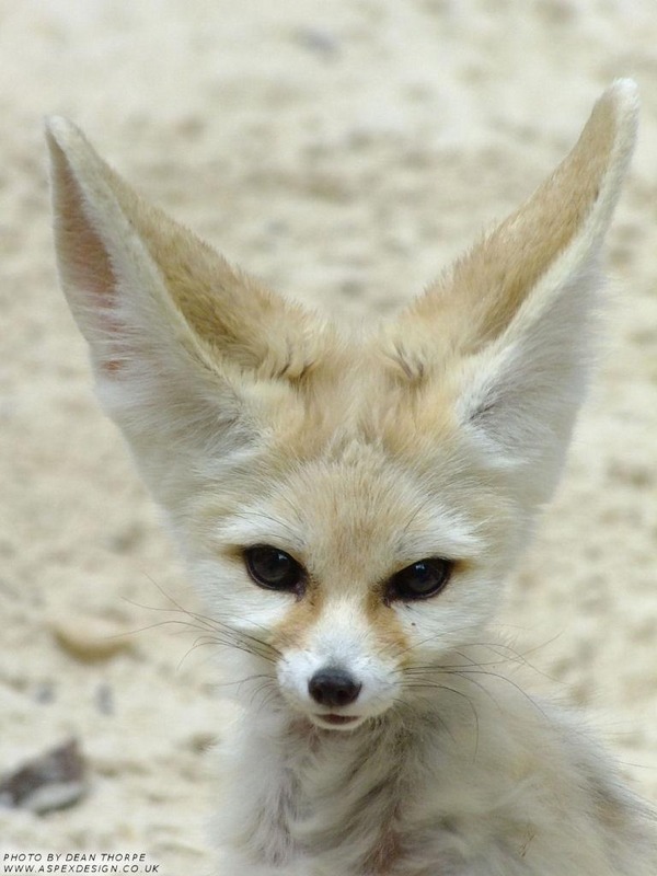 Fennec Fox cute ears Vulpes zelda