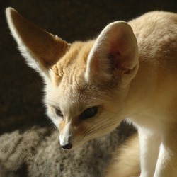 Fennec Fox cute ears Vulpes zerda (2)