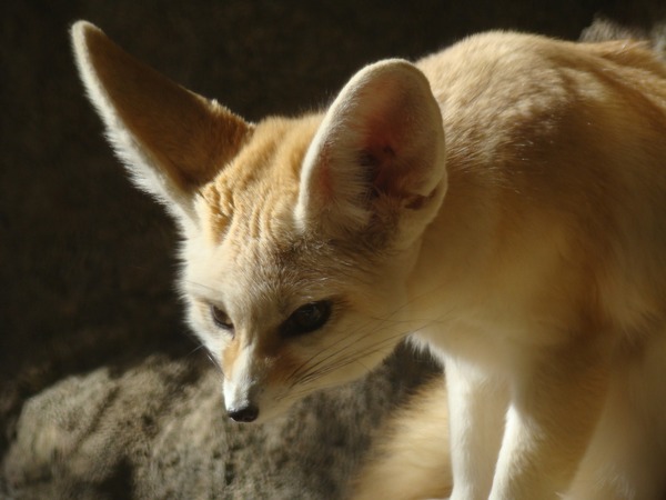 Fennec Fox cute ears Vulpes zerda (2)