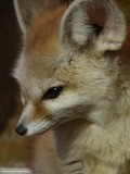 Small Land Mammals