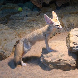 Fennec Fox cute ears Vulpes zerda Wilhelma Zoo