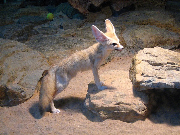 Fennec Fox cute ears Vulpes zerda Wilhelma Zoo