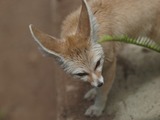 Fox Galleries