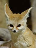 Fennec Fox cute ears Vulpes zerda portrait