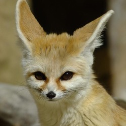 Fennec Fox cute ears Vulpes zerda portrait