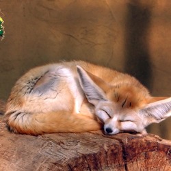 Fennec Fox cute ears Vulpes zerda sleeping