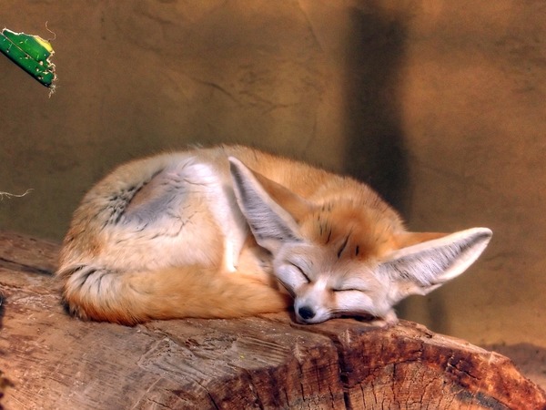 Fennec Fox cute ears Vulpes zerda sleeping