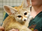 Fennec Fox cute ears Vulpes zerda zoo (2)