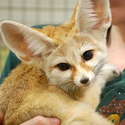 Fennec Fox cute ears Vulpes zerda zoo (2)