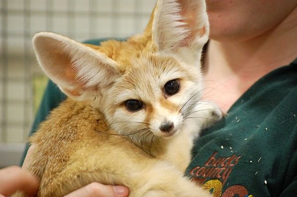 Fennec Fox cute ears Vulpes zerda zoo (2)