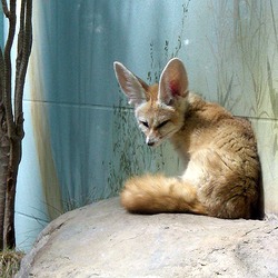 Fennec Fox cute ears Vulpes zerda zoo