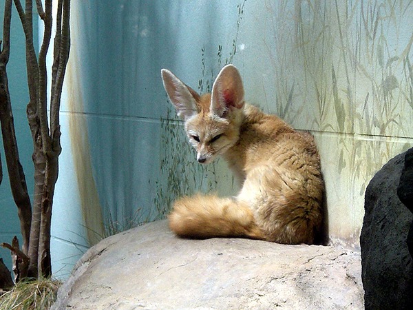 Fennec Fox cute ears Vulpes zerda zoo