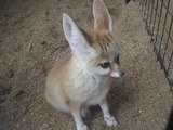 Fennec Fox Photo Gallery