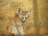 Fennec Fox cute ears ZOO Vulpes zerda