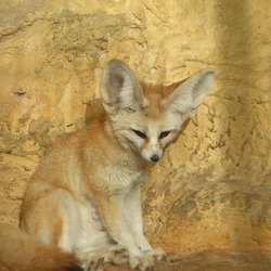 Fennec Fox cute ears ZOO Vulpes zerda