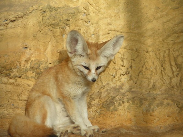 Fennec Fox cute ears ZOO Vulpes zerda